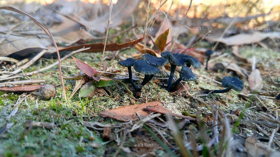 macro fungus