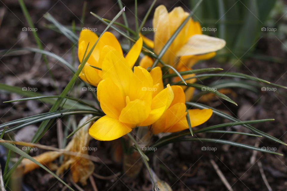 Yellow crocus