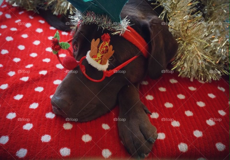 Christmas#time#decoration#pet#dog#animal#model#cute