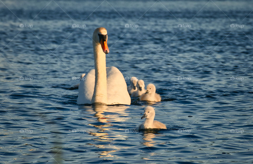 Swan family