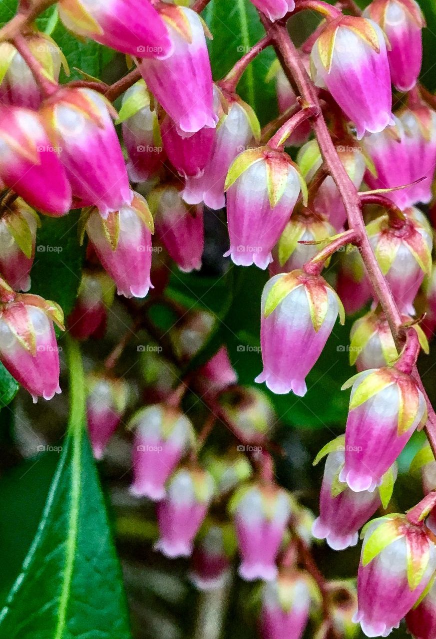 Pink Bells