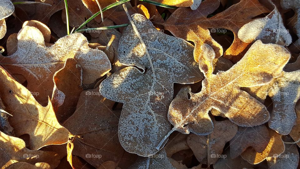 My favorite part of Winter is taking pictures of frost, ice, and snow.