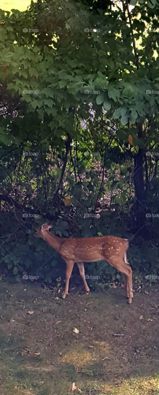 Fawn Snacking