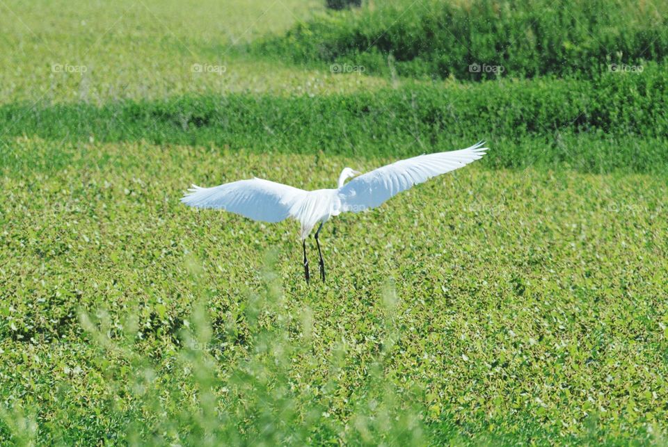 green and white feathers wildlife preserve