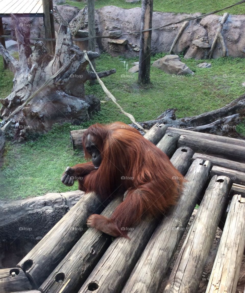 Cute orangutan 