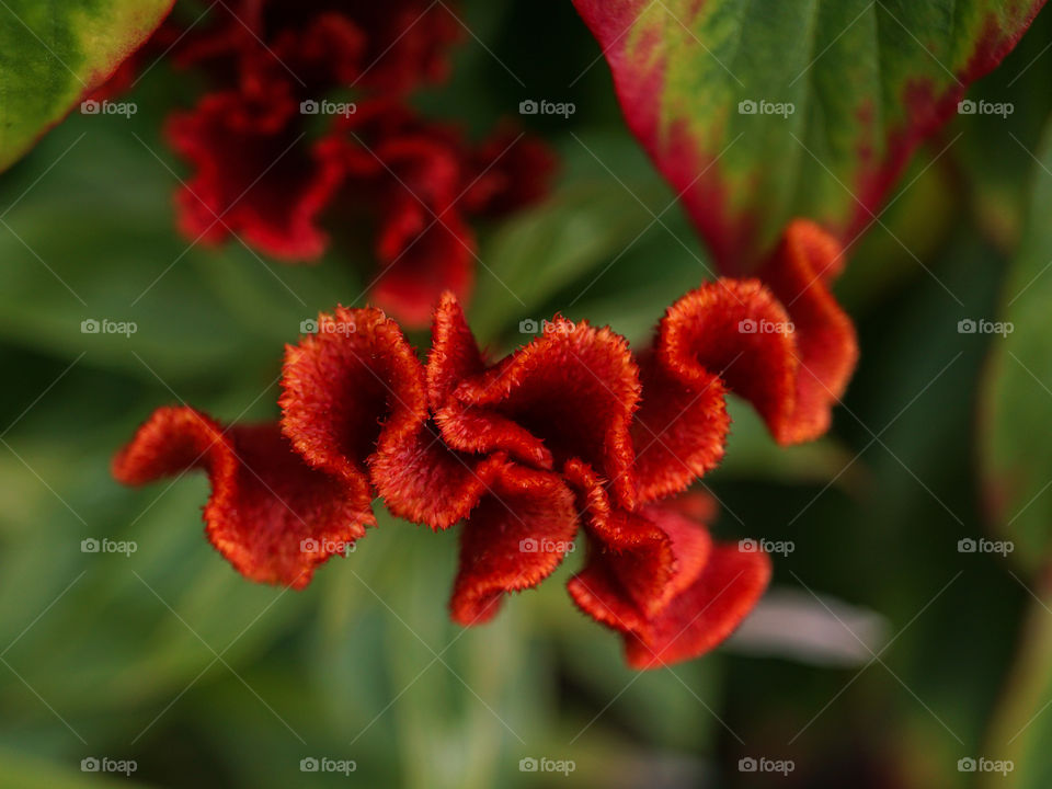 Red Celosia