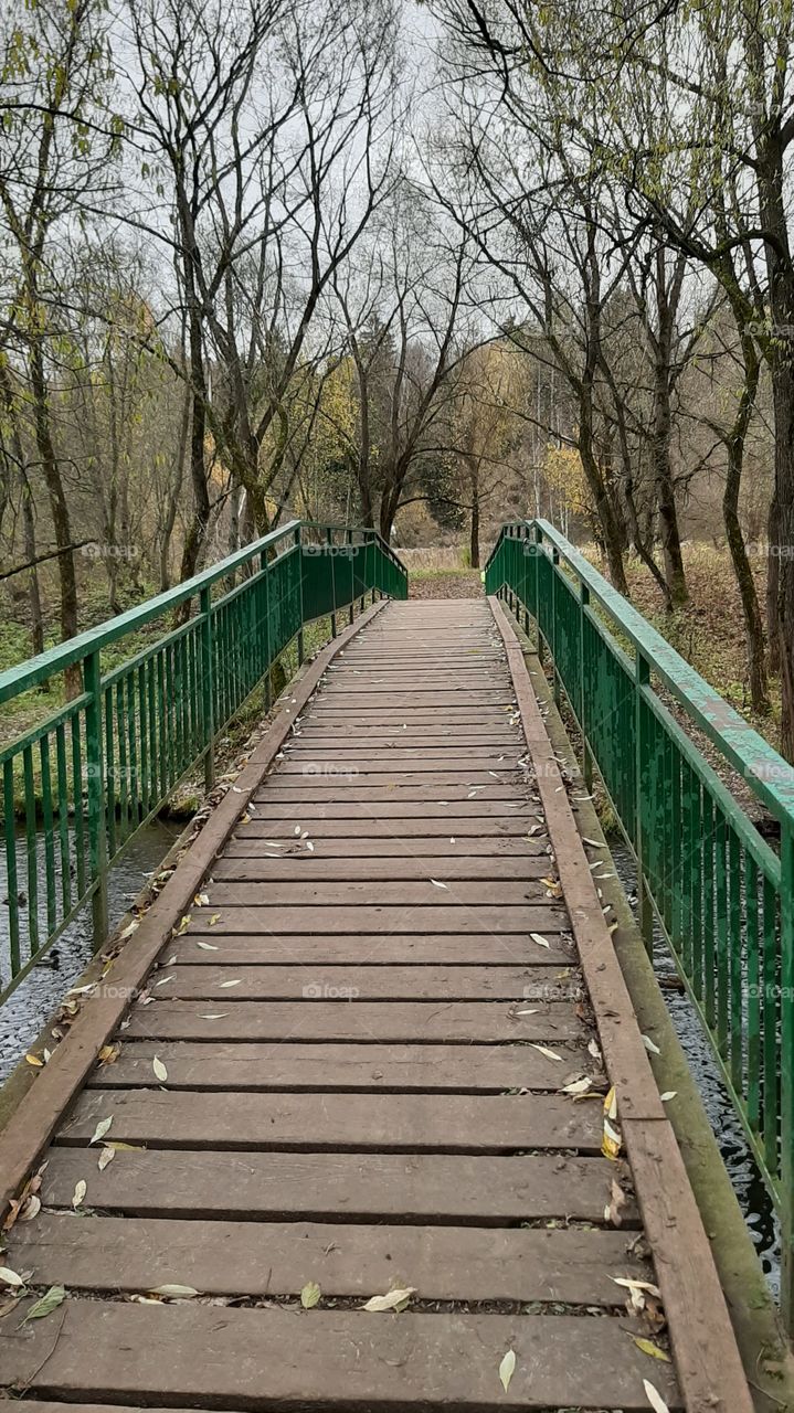 В  нашем  лесу!