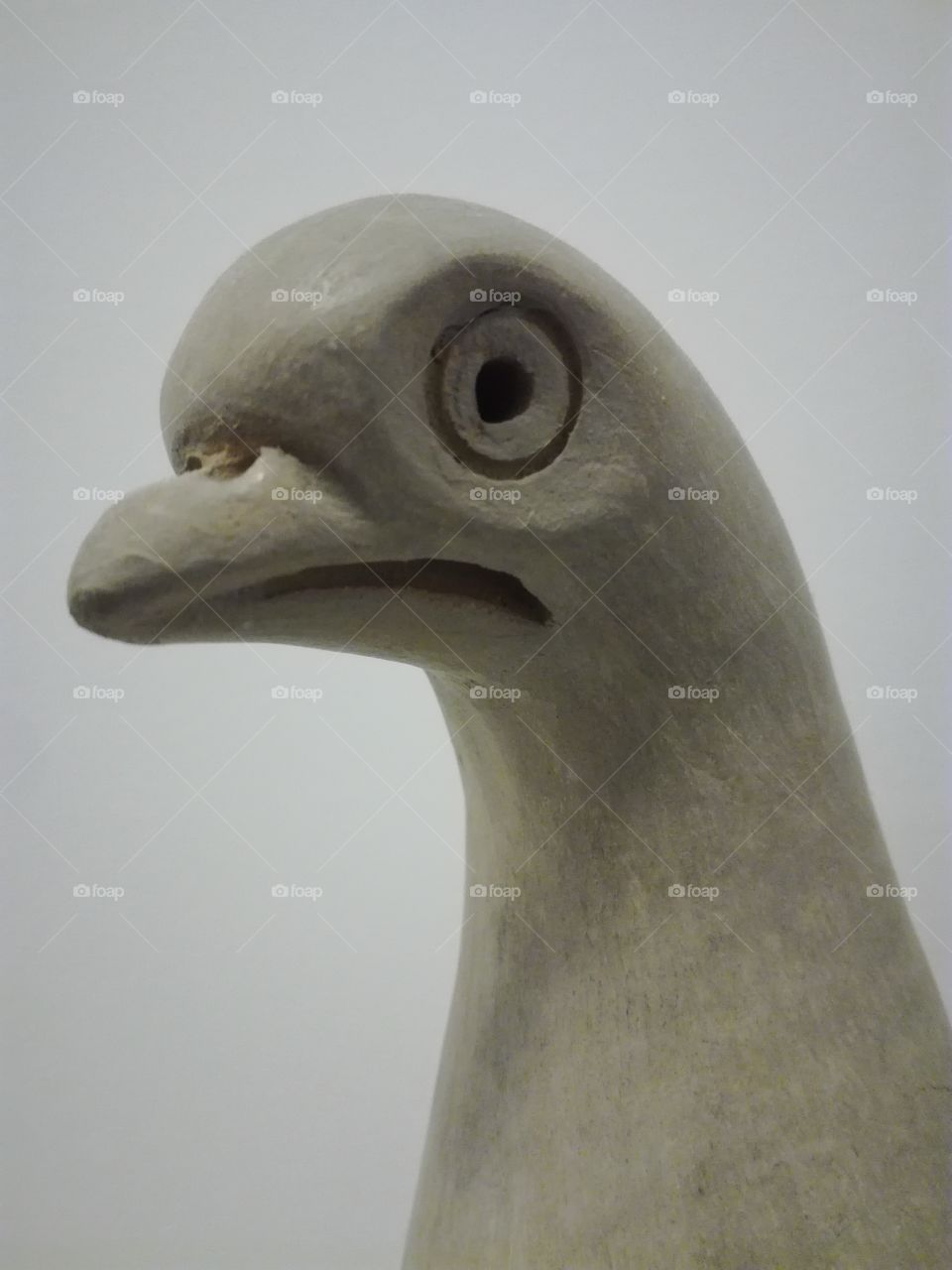 pigeon