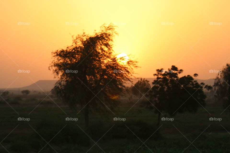 Sunset, Tree, Landscape, Dawn, No Person
