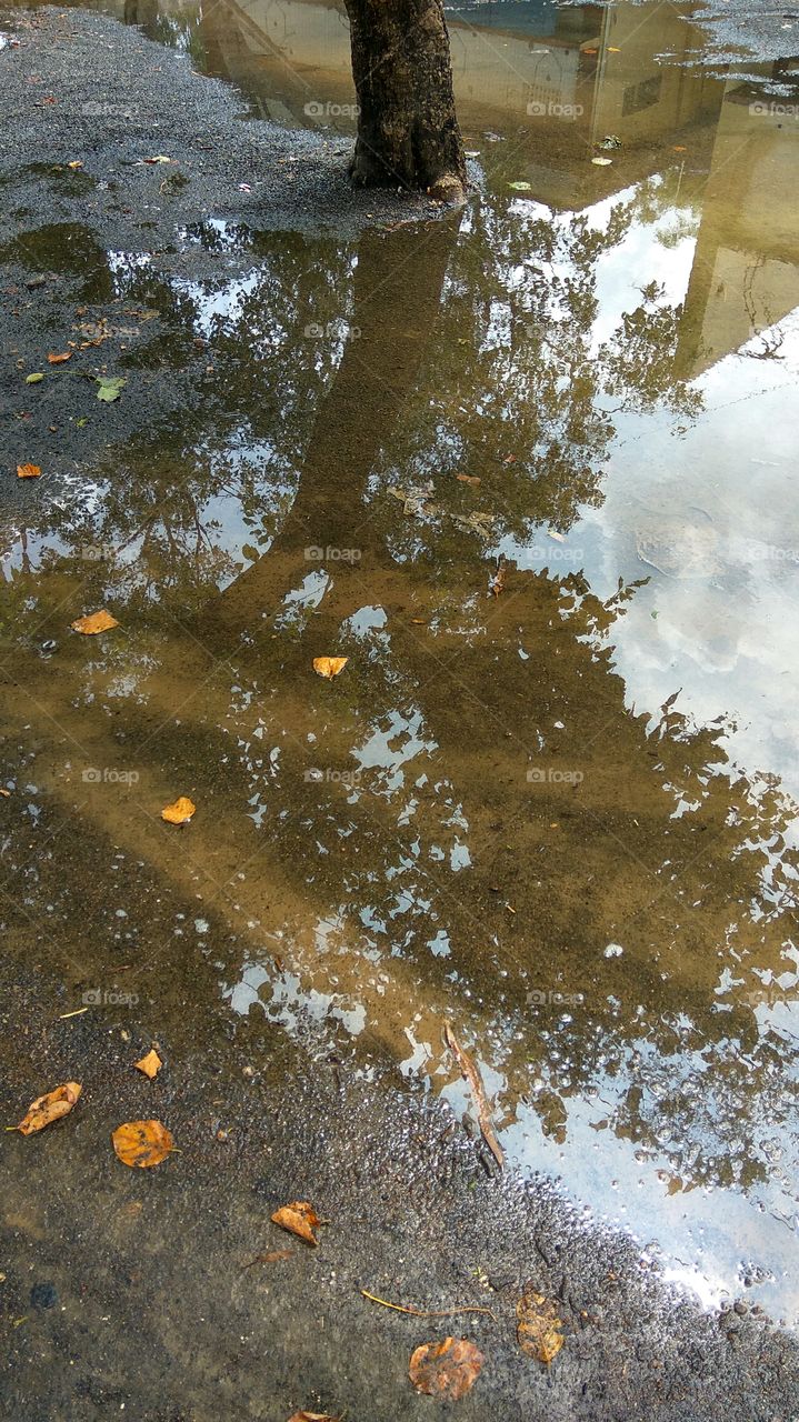 tree reflection in water