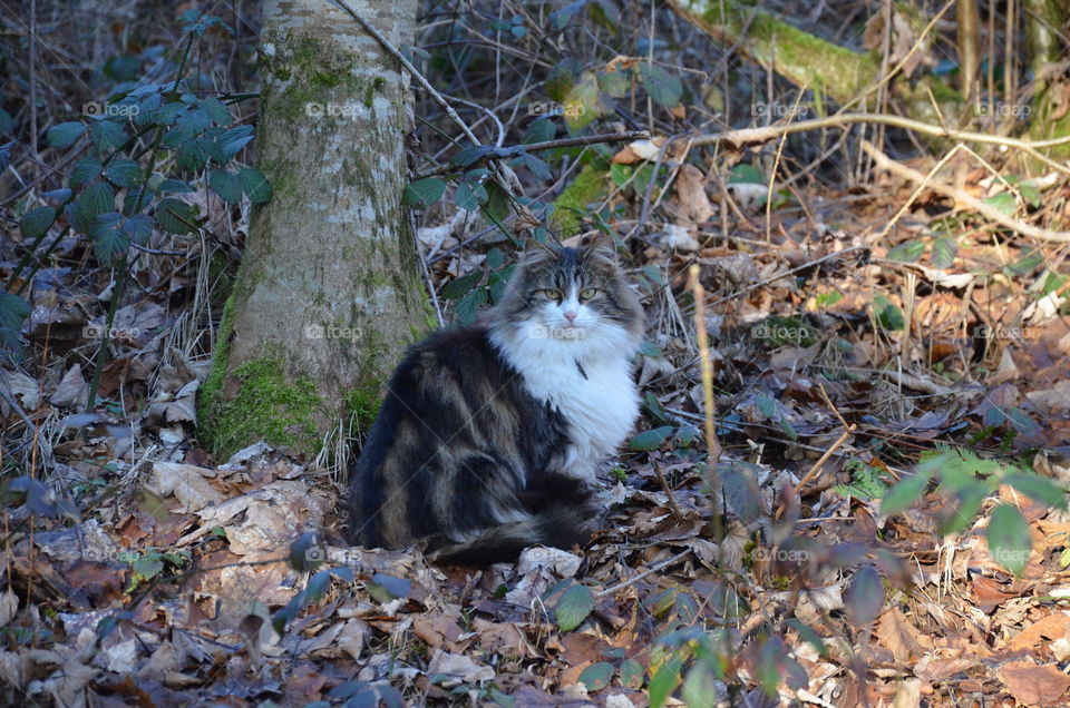 this photo represents a white brown and black cat sitting in the branches in the shade looking at my camera