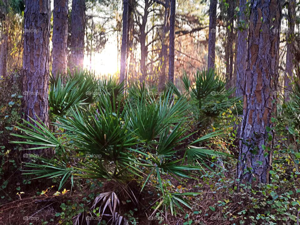 Trees and plants growing in forest