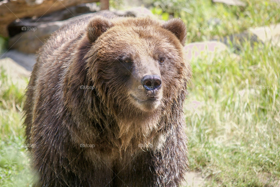 Grizzly bear