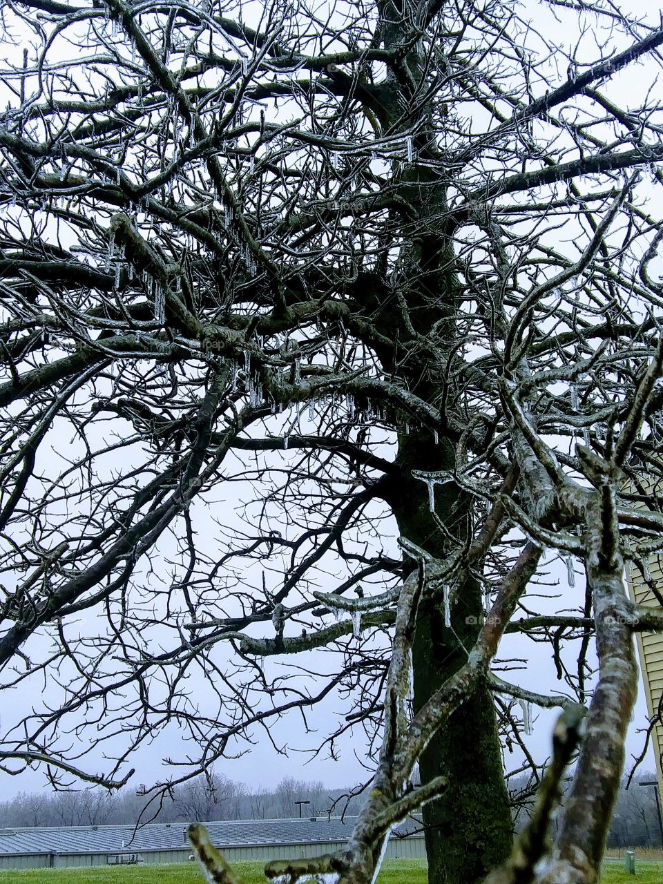 winters tree