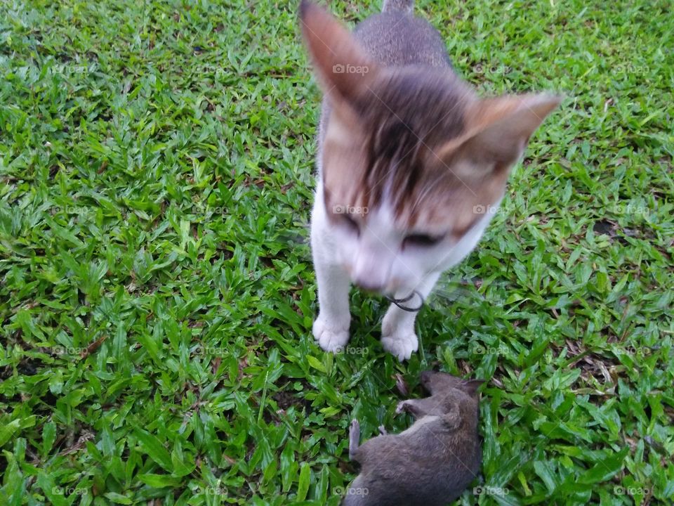 cat and mouse on the grass