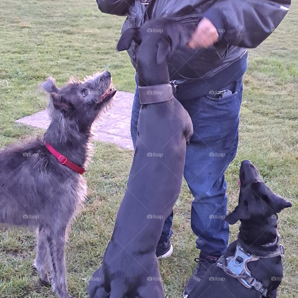3 dark dogs on grass gettimg rreats from a man playful park animals walkies
