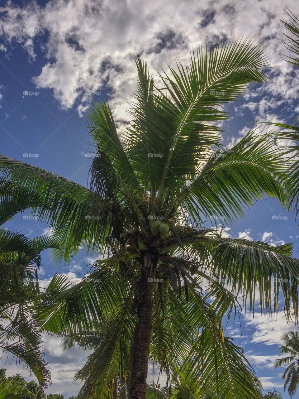 Coconut Tree -Samoa