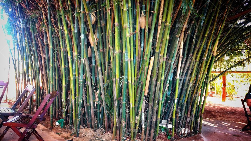 Moita de bambú.