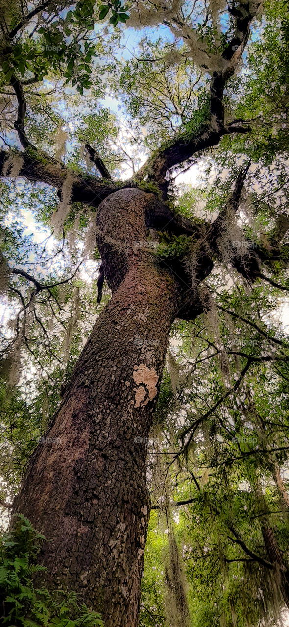 one huge part of Live Oak