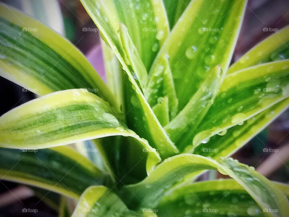 freshly watered tropical plant