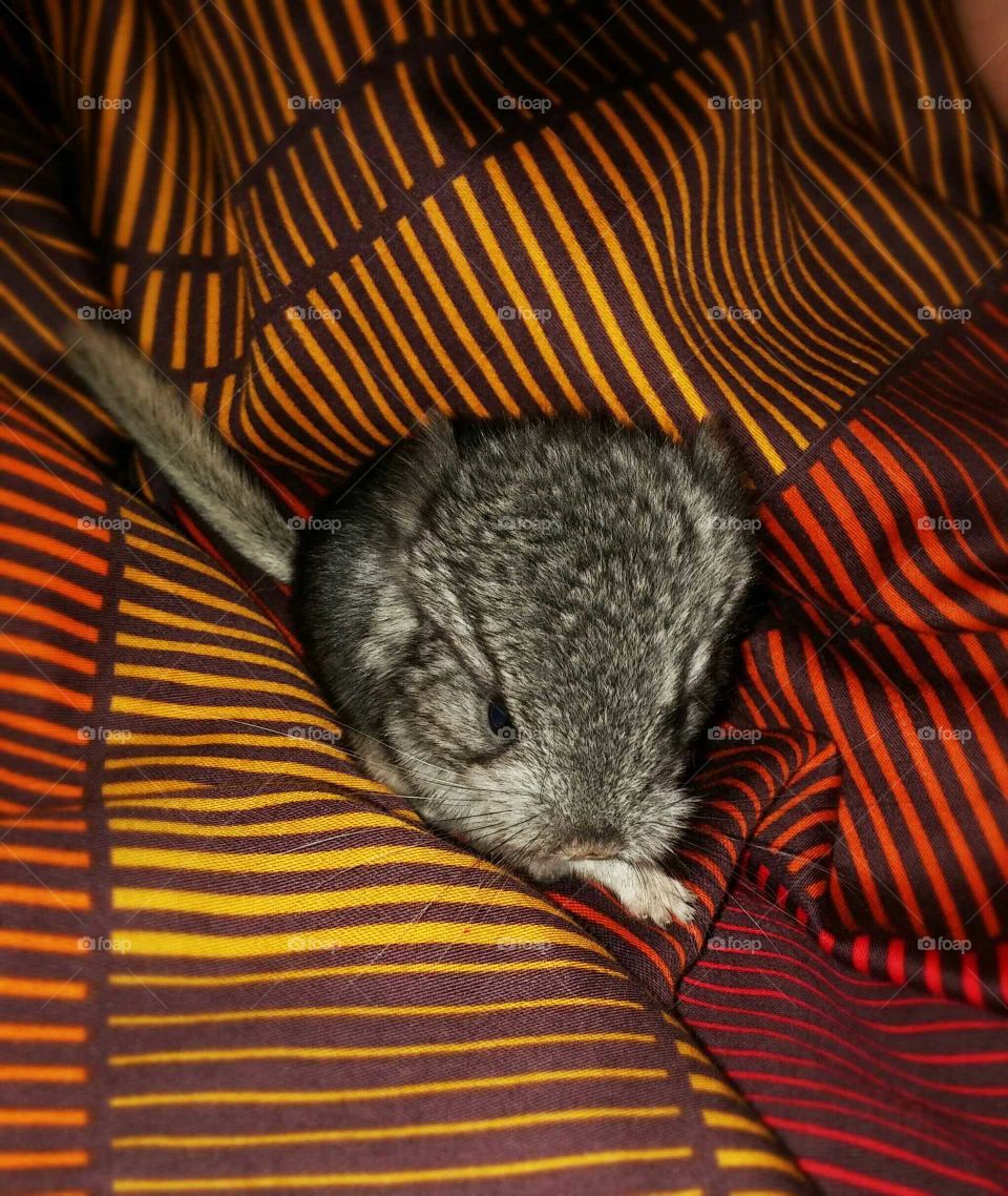 cute chinchilla