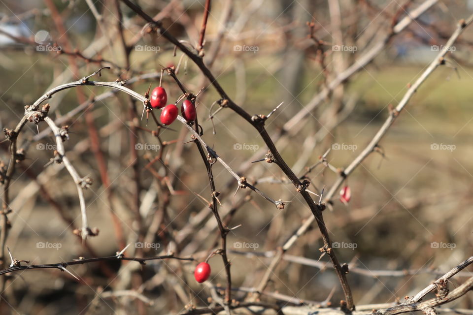 Red berries