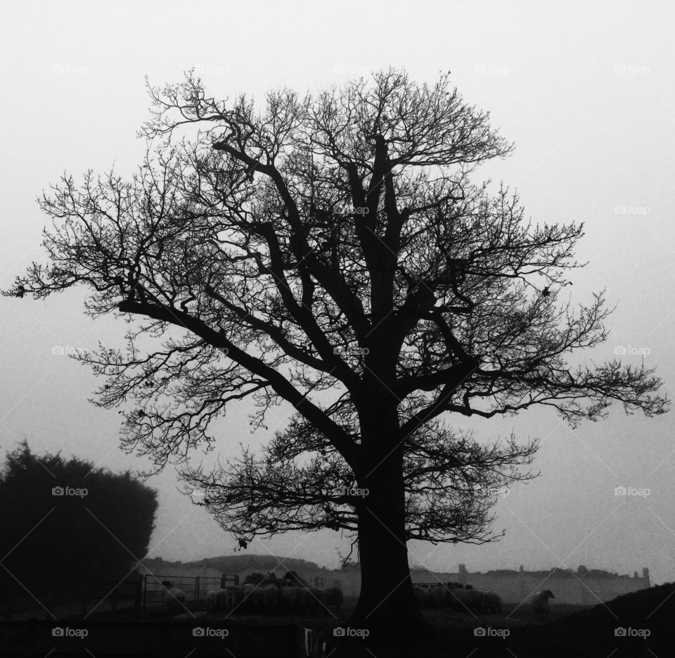 Winter tree silhouette 