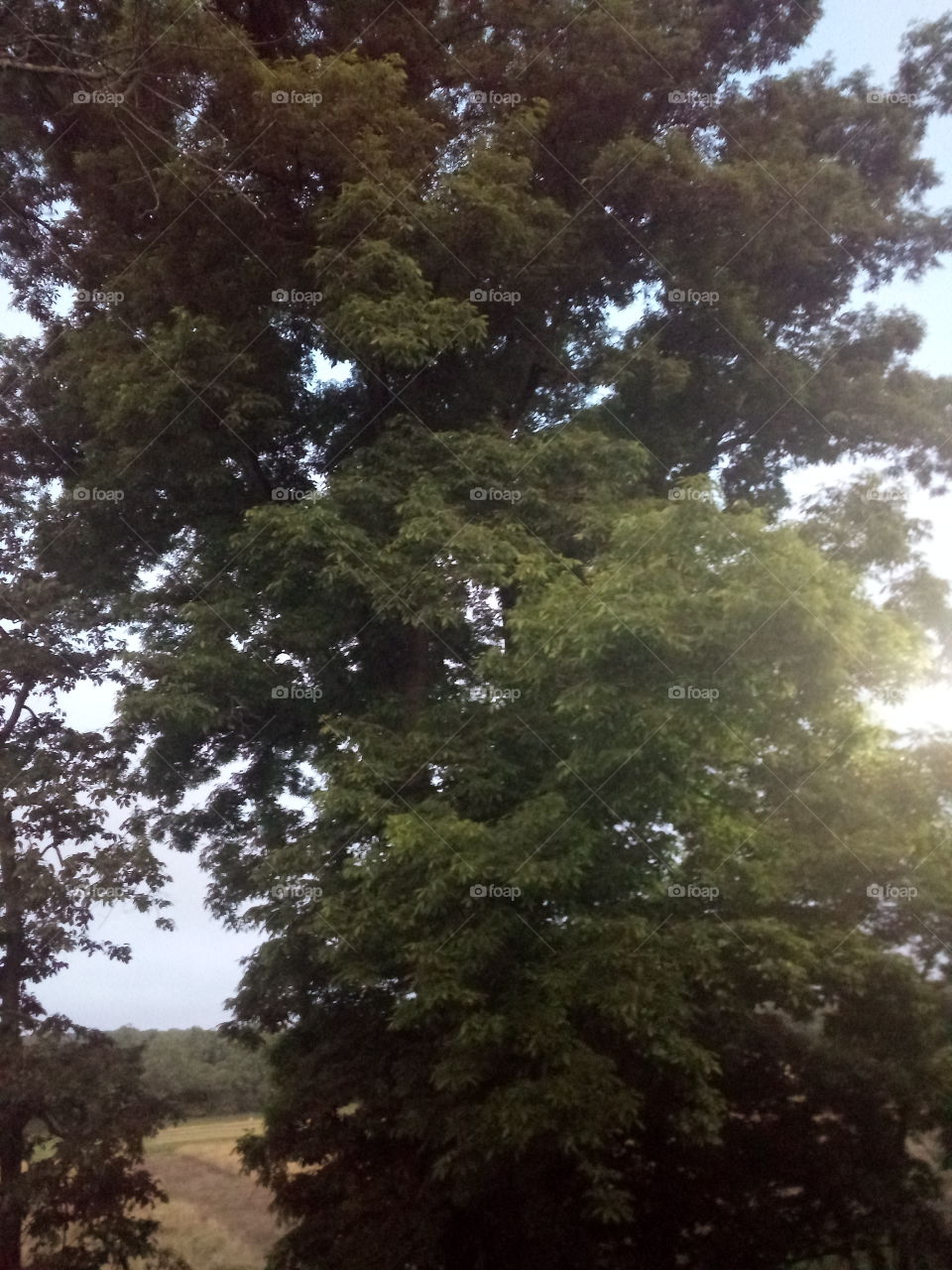 #Groot the biggest tree 🌲 in my back yard