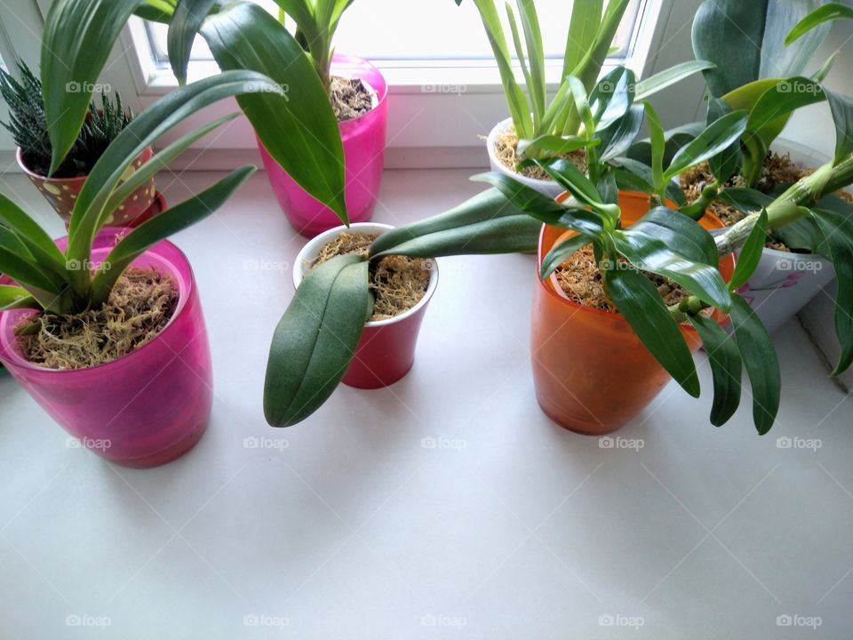 green house plants on a window