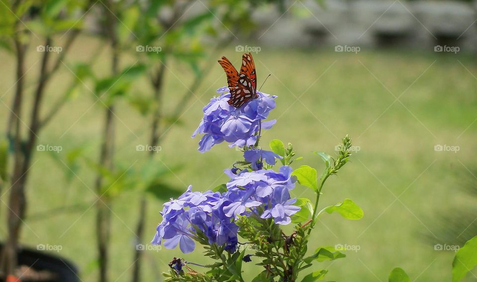 Butterfly on lilac colored flowers on a bright sunny day