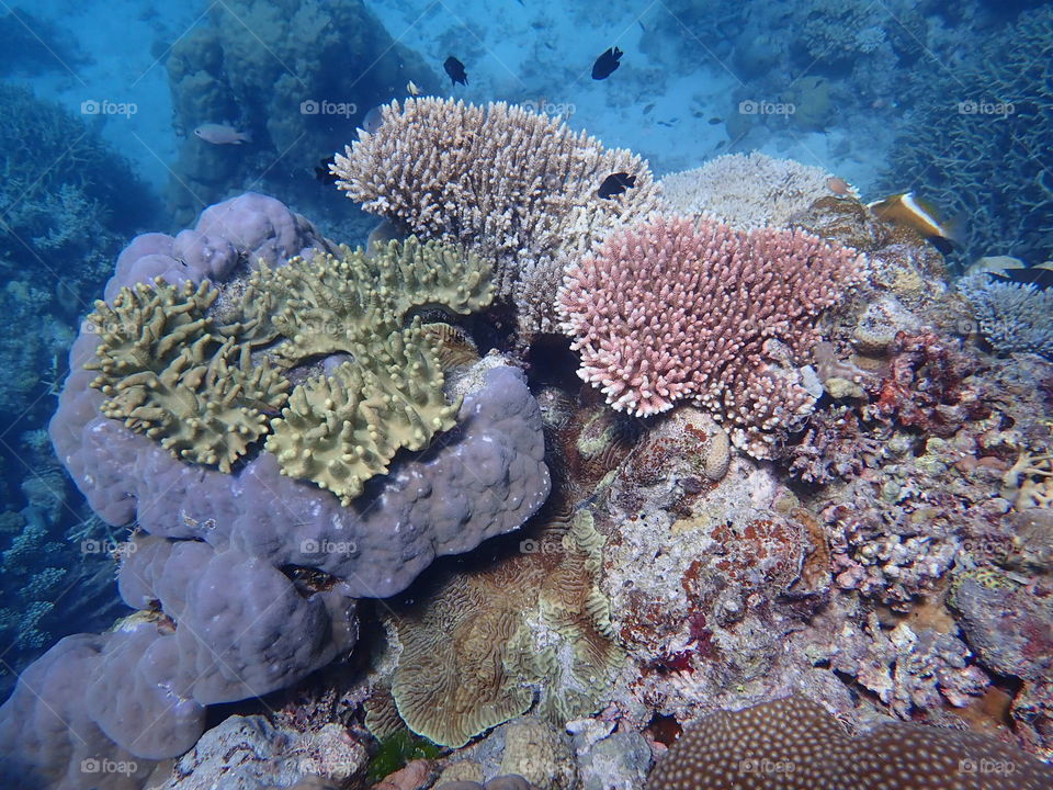 Great Barrier Reef