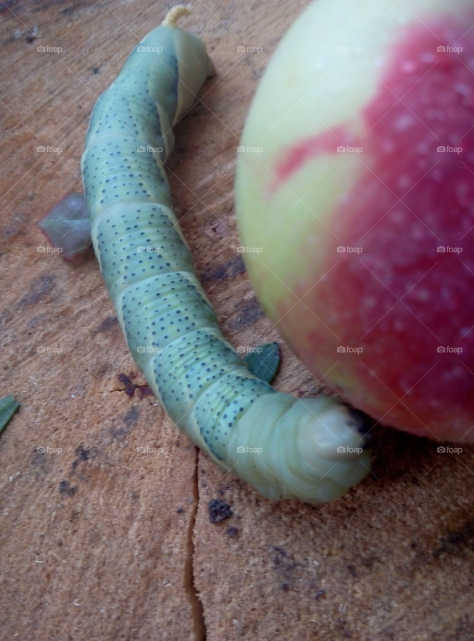 Бражник гусеница