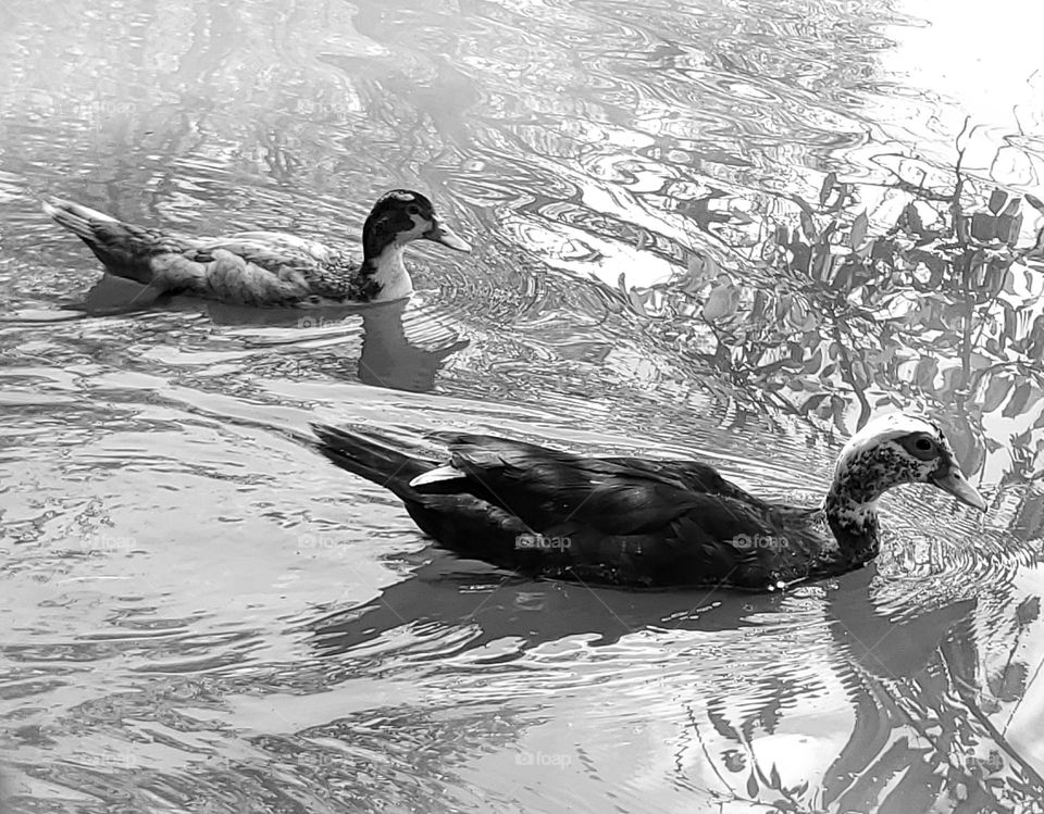 Nature in black and white. Two ducks floating in the water.