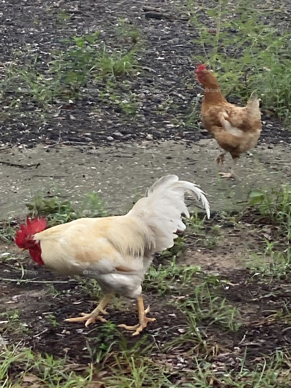 Rooster and chicken 🐔