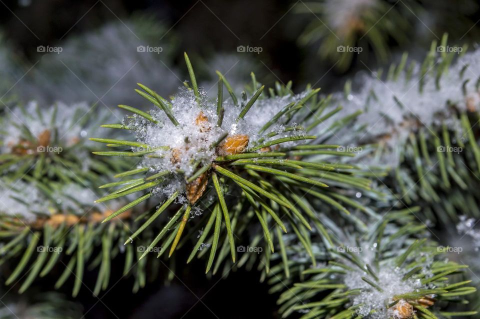 A spruce branch under the snow.