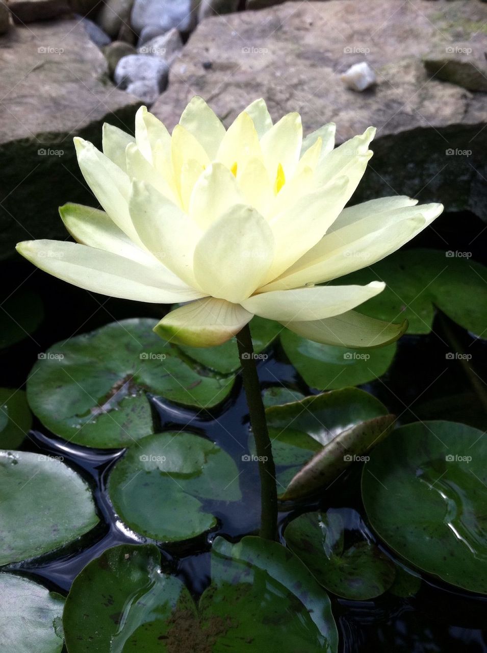 Water Lilly in our Pond