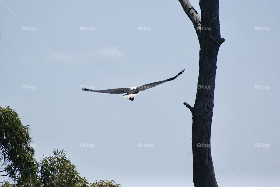 Fishing eagle flying to tree at Gletwyn 