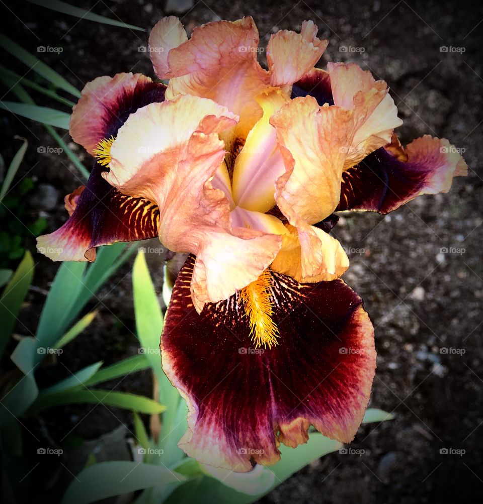 Peach and burgundy iris