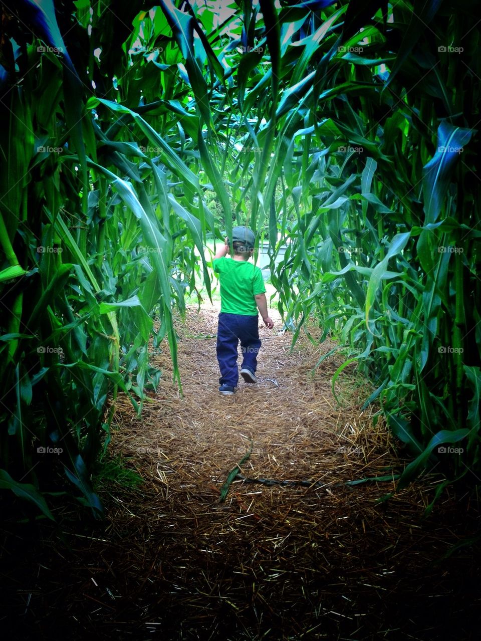 Getting lost in the corn