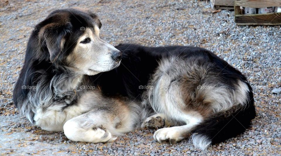 soft fur dog relax looking by anetteaventyr