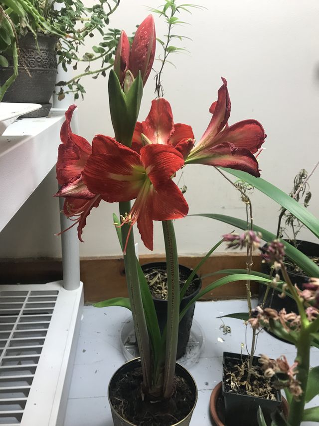 Red flowers