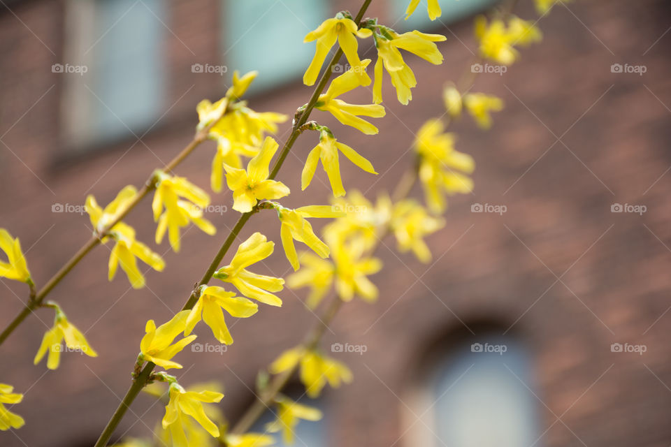 yellow bloom