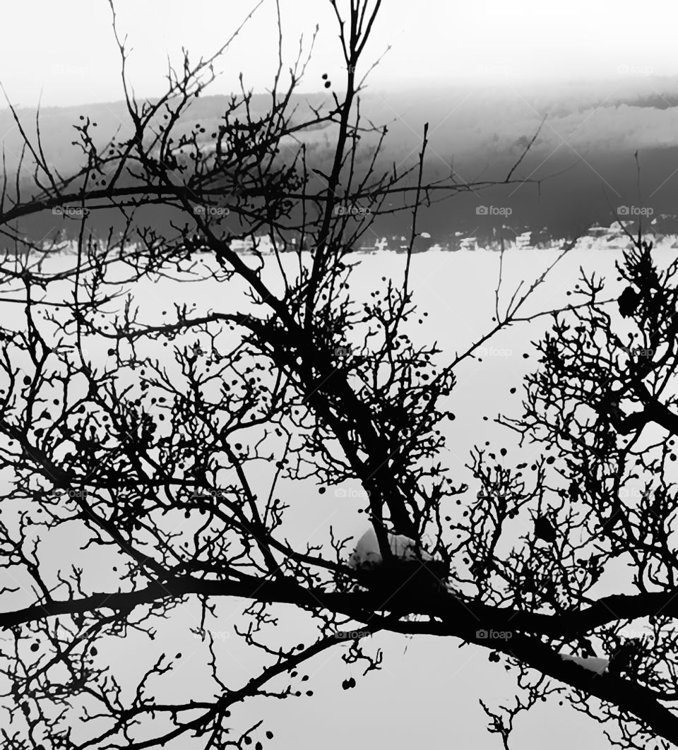 Birds nest in winter