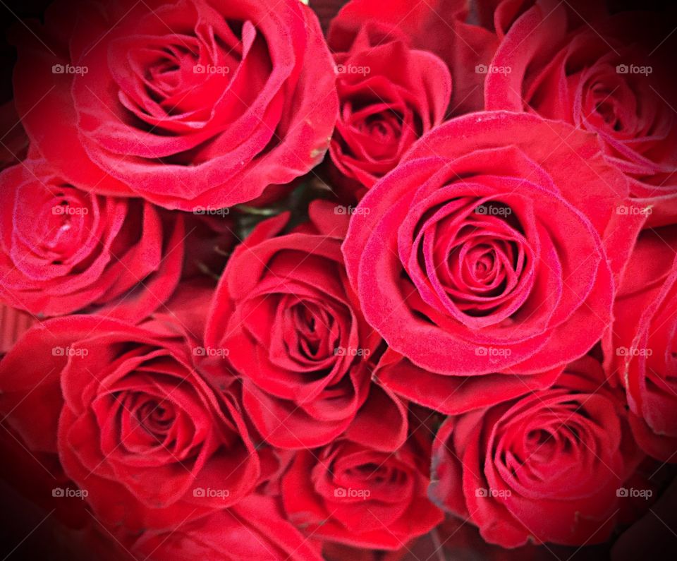 Red rose bouquet. Red rose bouquet