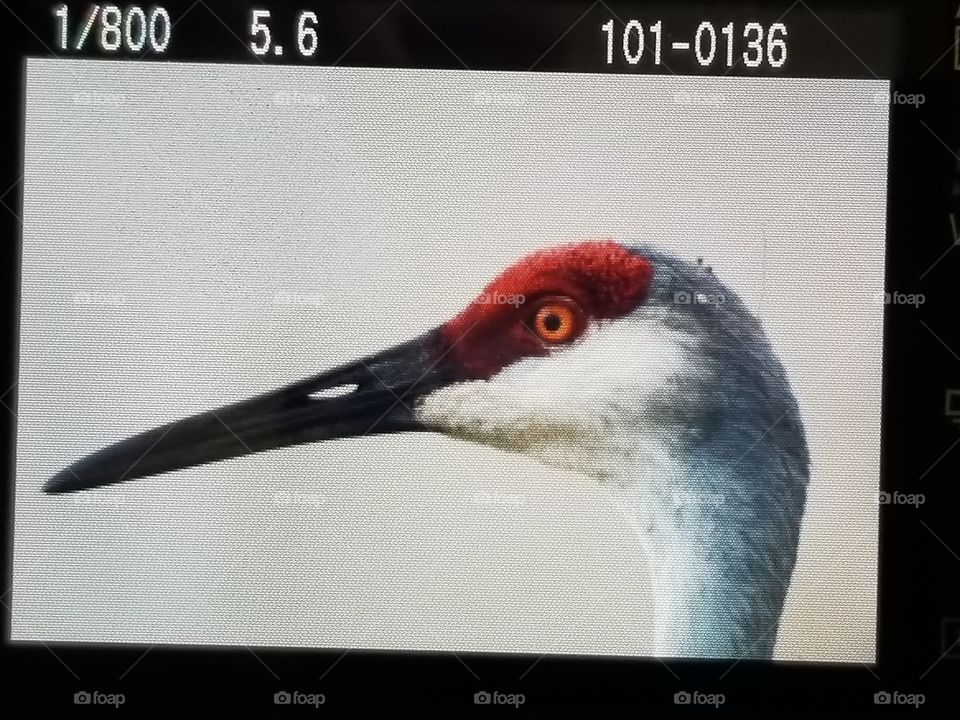 Bird, Animal, Wildlife, Nature, Wing