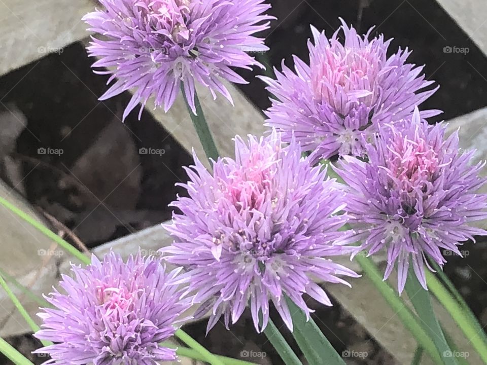 Chives in bloom