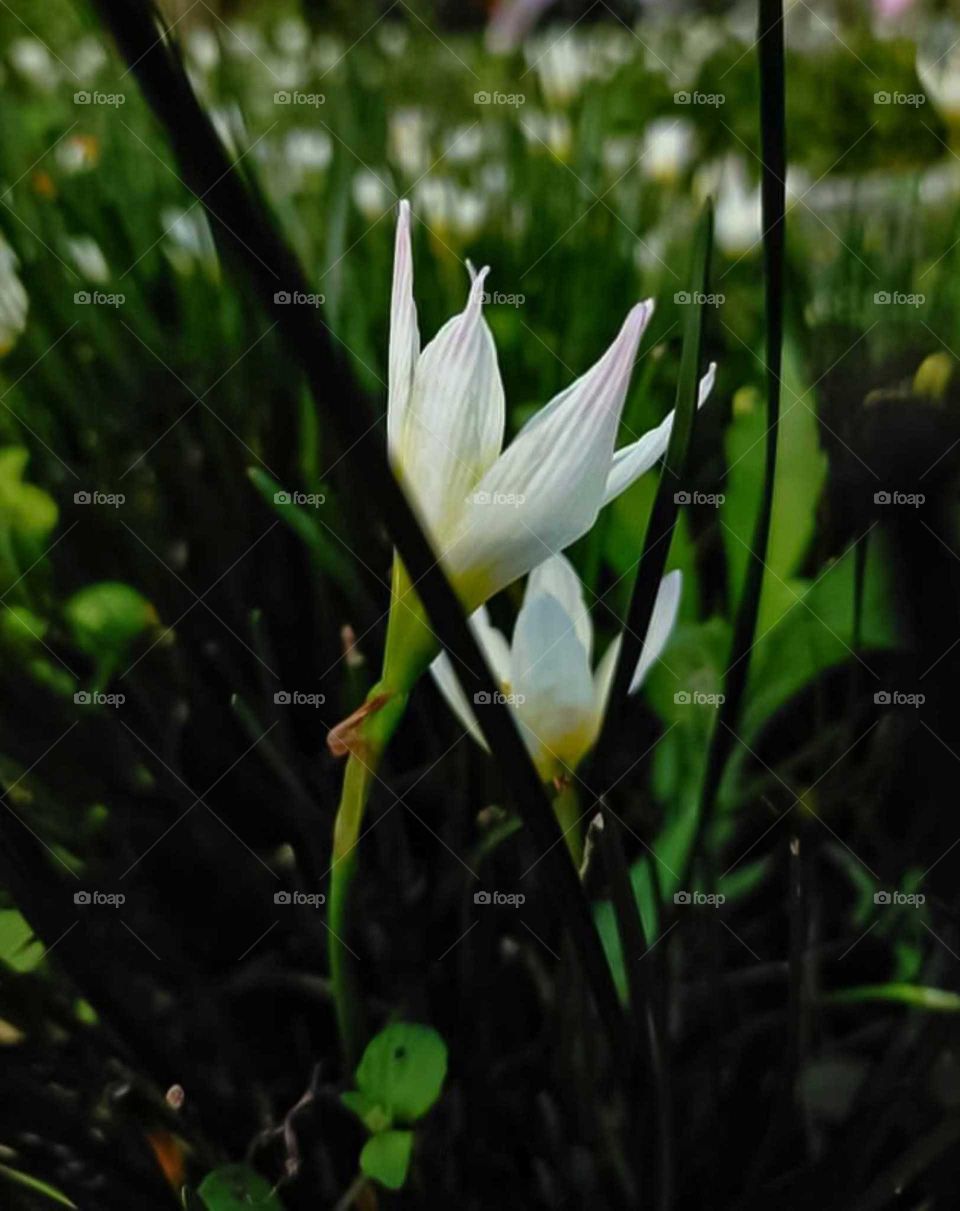 Zephyranthes candida.