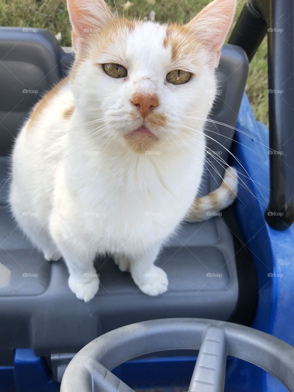 Sweetie cat in kid Jeep