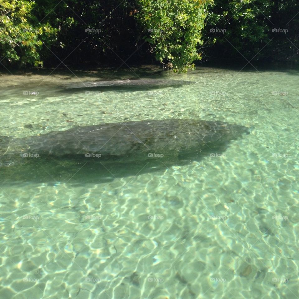 Manatee 