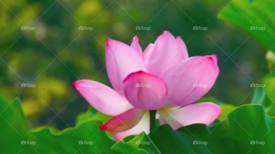 mind-blowing lotus flower